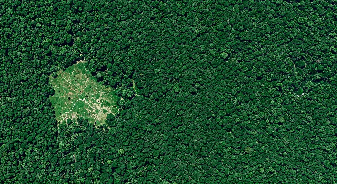 Von oben gesehene Waldlichtung